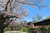 日本を感じさせる桜がある家